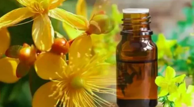 Doğanın Şifası: Kantaron Çiçeği Yağı